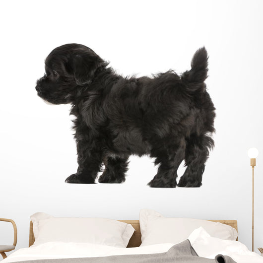 Havanese Puppy (8 Weeks Old) Wall Decal