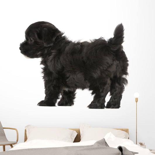 Havanese Puppy (8 Weeks Old) Wall Decal