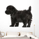 Havanese Puppy (8 Weeks Old) Wall Decal