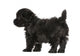 Havanese Puppy (8 Weeks Old) Wall Decal