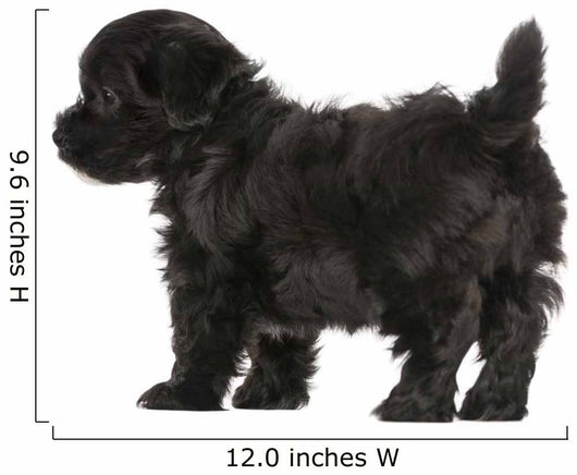 Havanese Puppy (8 Weeks Old) Wall Decal