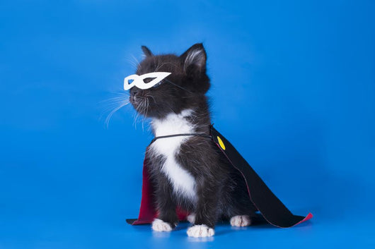 Little Kitten Magician Suit Wall Decal