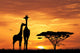 baby giraffe silhouette at sunset Wall Mural