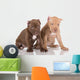 Two American Pit Bull Terrier Puppies with Cropped Ears Wall Decal