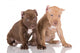 Two American Pit Bull Terrier Puppies with Cropped Ears Wall Decal