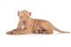 American Pit Bull Puppy