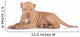 American Pit Bull Puppy