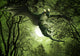 Green Dragon Floating Night