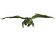 Green Dragon Flying