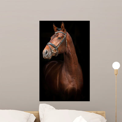Portrait Bay Stallion Black shown on a wall