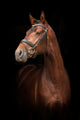 Portrait Bay Stallion Black
