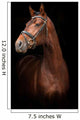 Portrait Bay Stallion Black