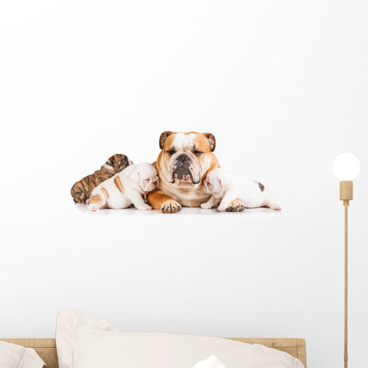 English bulldog mother with puppies Wall Decal