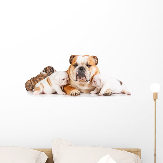 English bulldog mother with puppies Wall Decal