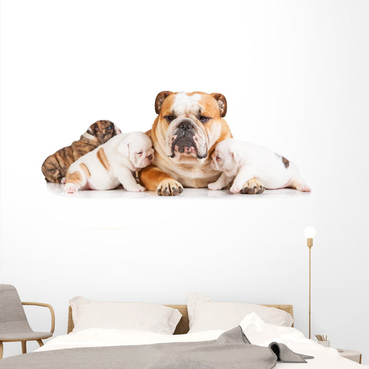 English bulldog mother with puppies Wall Decal