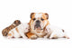 English bulldog mother with puppies Wall Decal