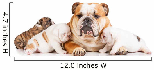 English bulldog mother with puppies Wall Decal
