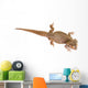 Bearded Dragon