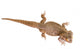 Bearded Dragon