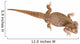 Bearded Dragon