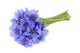 Bouquet of Blue Cornflowers Isolated on White Background Wall Decal