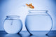 Goldfish Happily Jumping to Join Other Fish Wall Decal