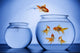 Goldfish Happily Jumping into a New Bowl Wall Decal