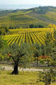 Chianti Italy Landscape Wall Decal
