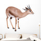 Gazelle Wall Decal