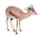 Gazelle Wall Decal