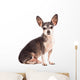 Closeup Portrait of Cute Chihuahua Dog Wall Decal