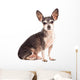 Closeup Portrait of Cute Chihuahua Dog Wall Decal