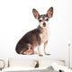Closeup Portrait of Cute Chihuahua Dog Wall Decal