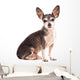 Closeup Portrait of Cute Chihuahua Dog Wall Decal