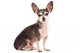 Closeup Portrait of Cute Chihuahua Dog Wall Decal