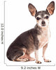Closeup Portrait of Cute Chihuahua Dog Wall Decal