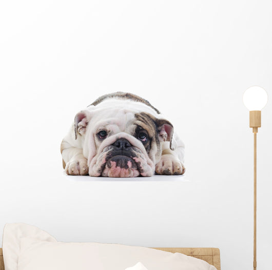 English Bulldog dog eye contact, closeup Wall Decal