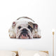 English Bulldog dog eye contact, closeup Wall Decal