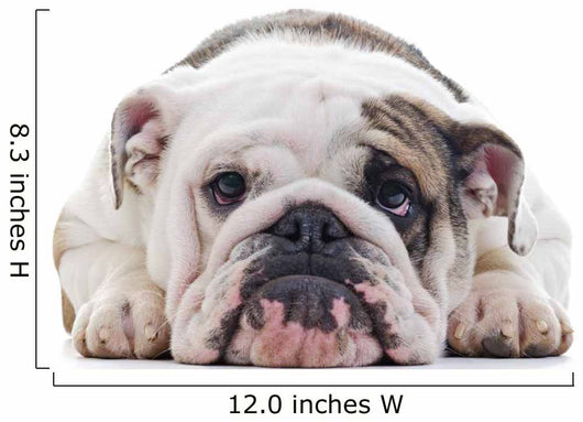 English Bulldog dog eye contact, closeup Wall Decal