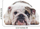 English Bulldog dog eye contact, closeup Wall Decal