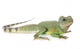 Chinese Water Dragon Wall Decal