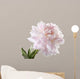 Pale Pink Peony Varieties