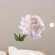 Pale Pink Peony Varieties