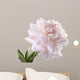 Pale Pink Peony Varieties
