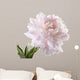 Pale Pink Peony Varieties