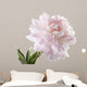 Pale Pink Peony Varieties