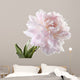Pale Pink Peony Varieties