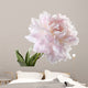 Pale Pink Peony Varieties