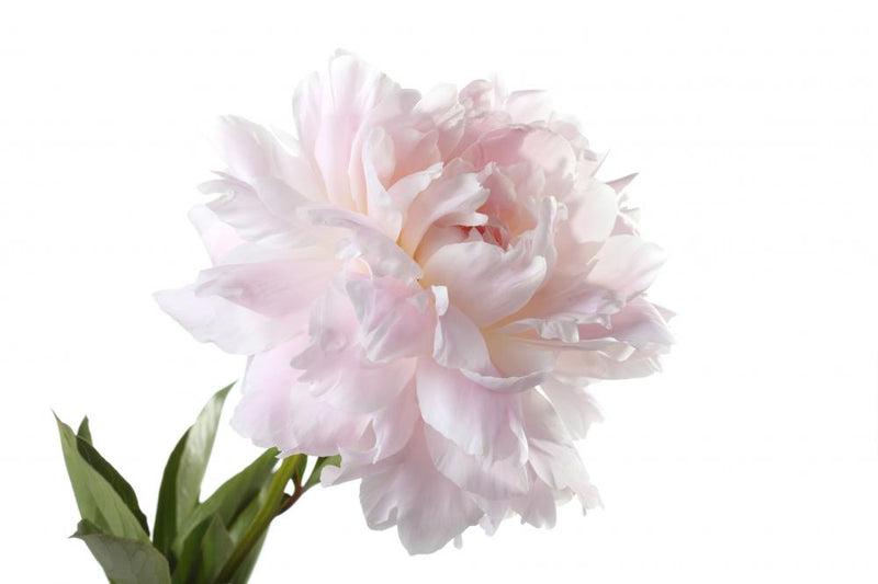 アンティーク雑貨 peony1919 Pale Pink Peony Varieties – Wallmonkeys