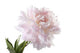 Pale Pink Peony Varieties
